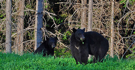 Black Bears in Whistler